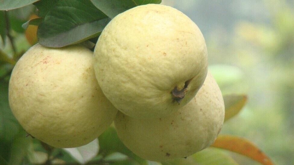 Rare Live Grafted / Layering Punjab Safeda Guava 1 Live Plant (bare-root)