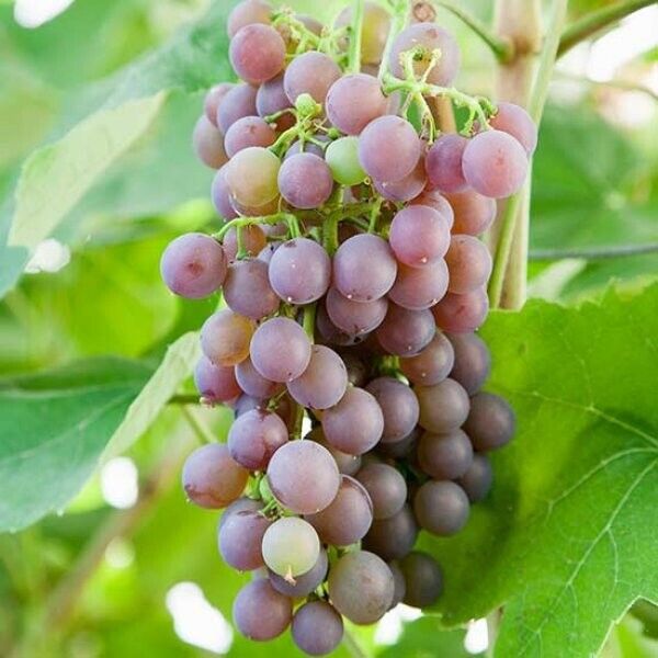 Rare " Strawberry Vine " Grape Vine Hybrid 1 Live Layering Plant ( Bare-root )