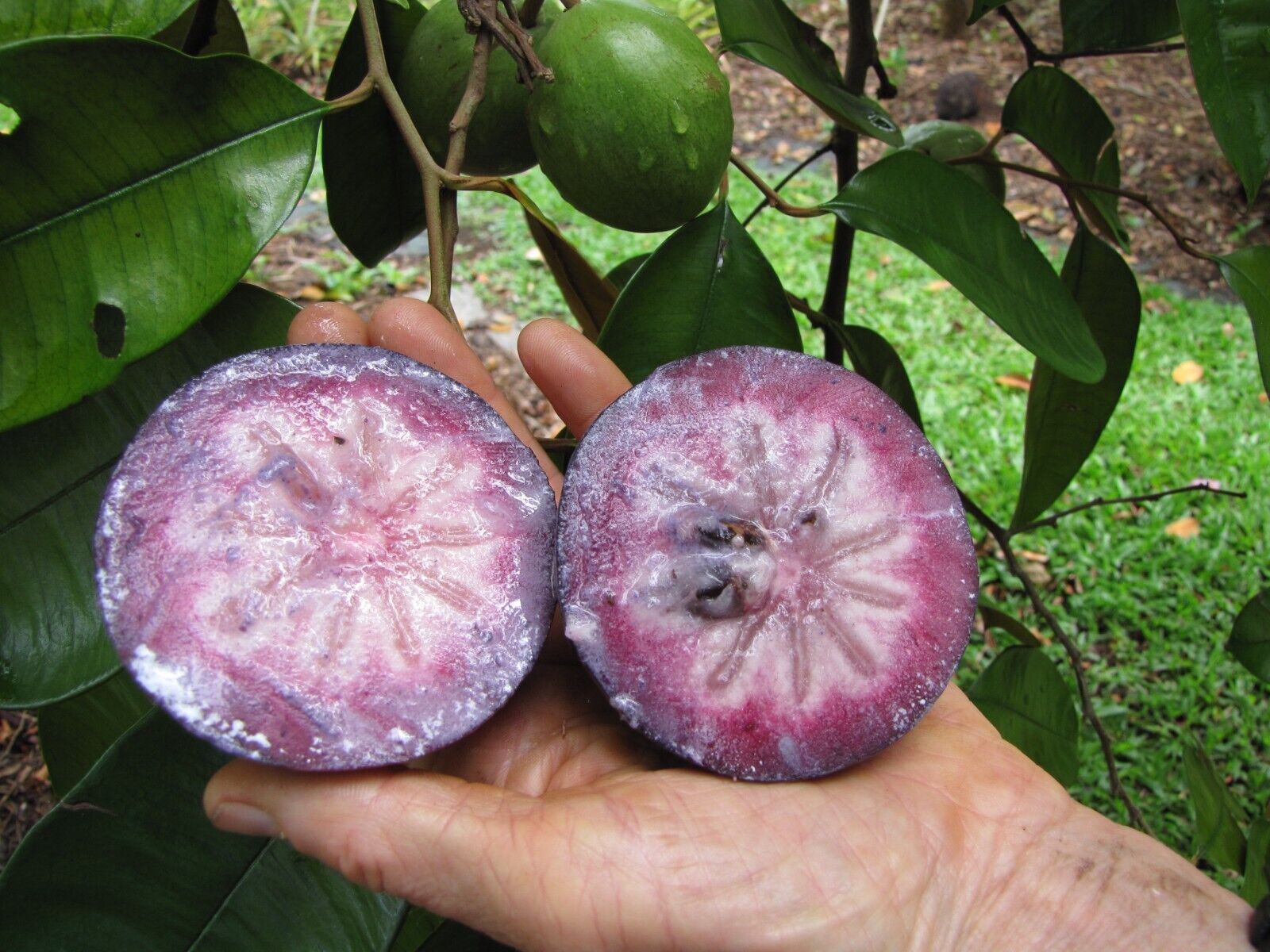 Rare Hybrid Star Apple Milk Fruit 1 Live Seedling Plant (bare-root)