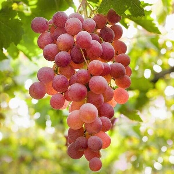 Rare " Suffolk Red " Grape Vine Hybrid 1 Live Layering Plant ( Bare-root )