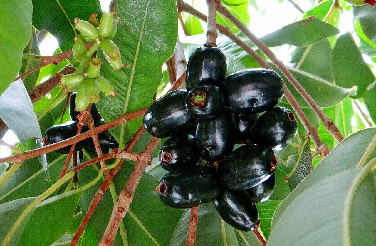 Rare Hybrid Indian Black Jamun Fruit 1 Live Seedling Plant (bare-root)