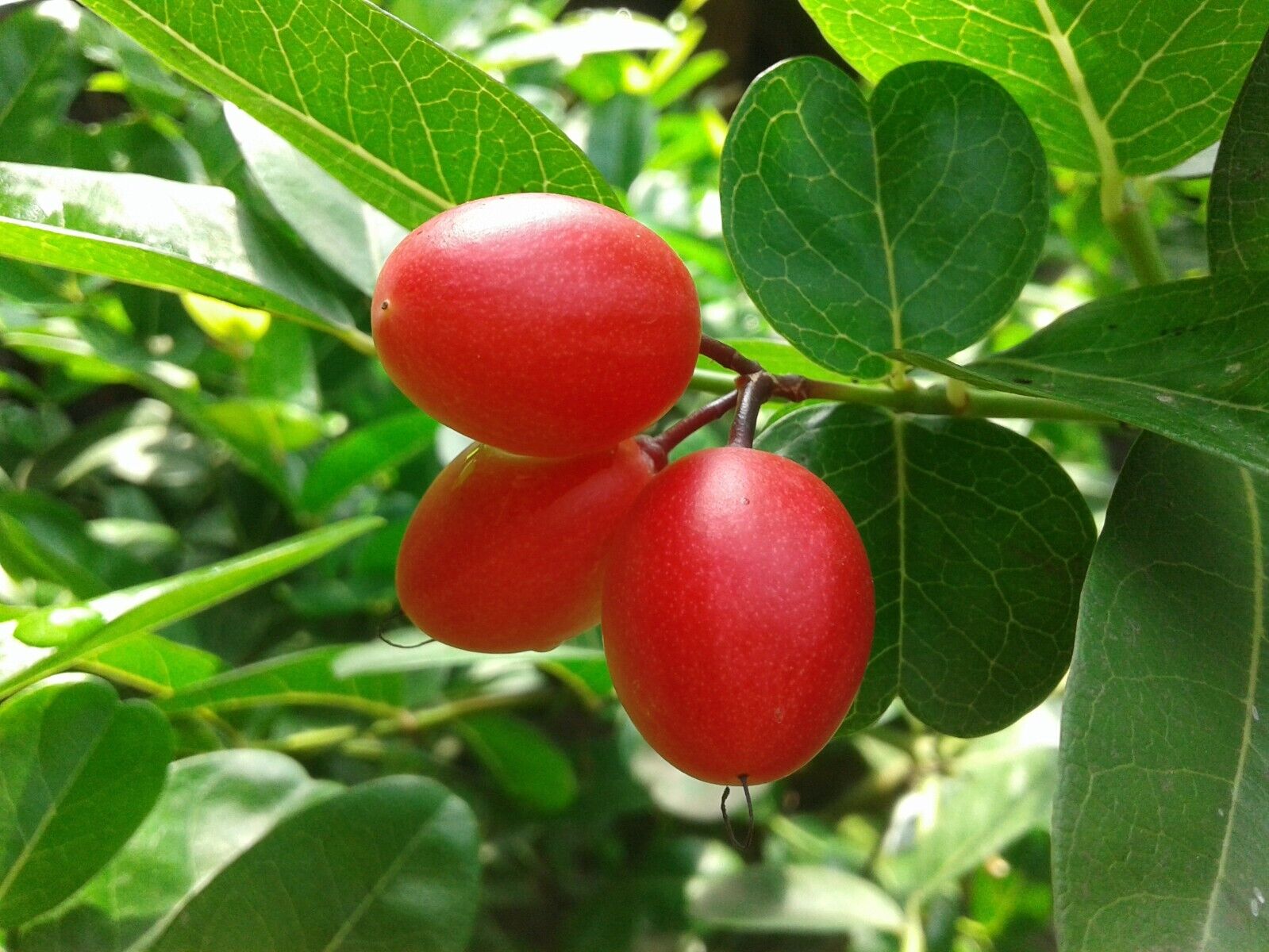 Rare Hybrid Karonda Cherry Fruit 1 Live Seedling Plant (bare-root)
