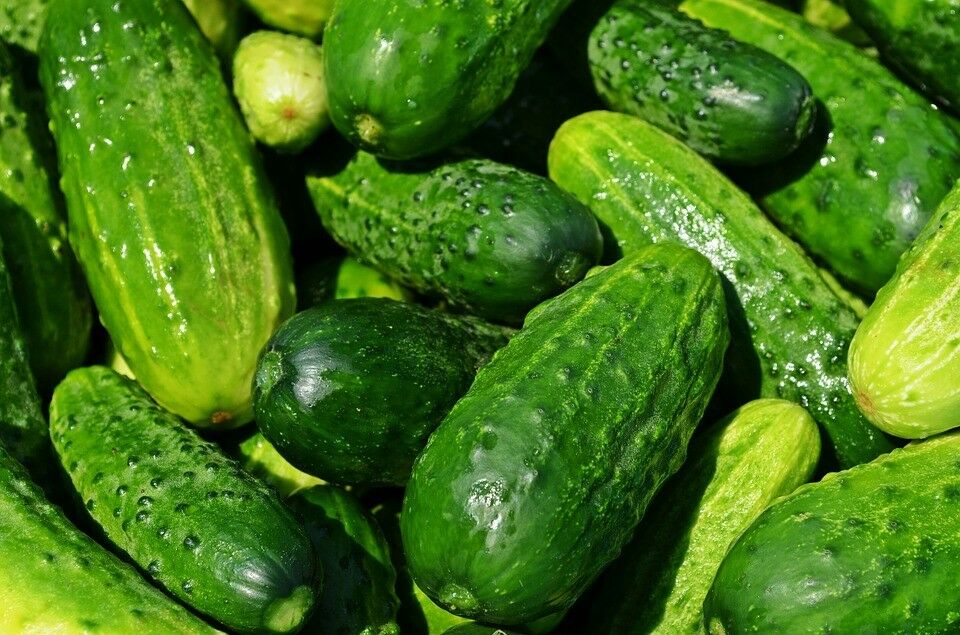 Cucumber, Spacemaster Cucumber Seeds, Non-gmo, Variety Sizes Sold, Free Shipping